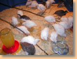 DSCN30881.jpg