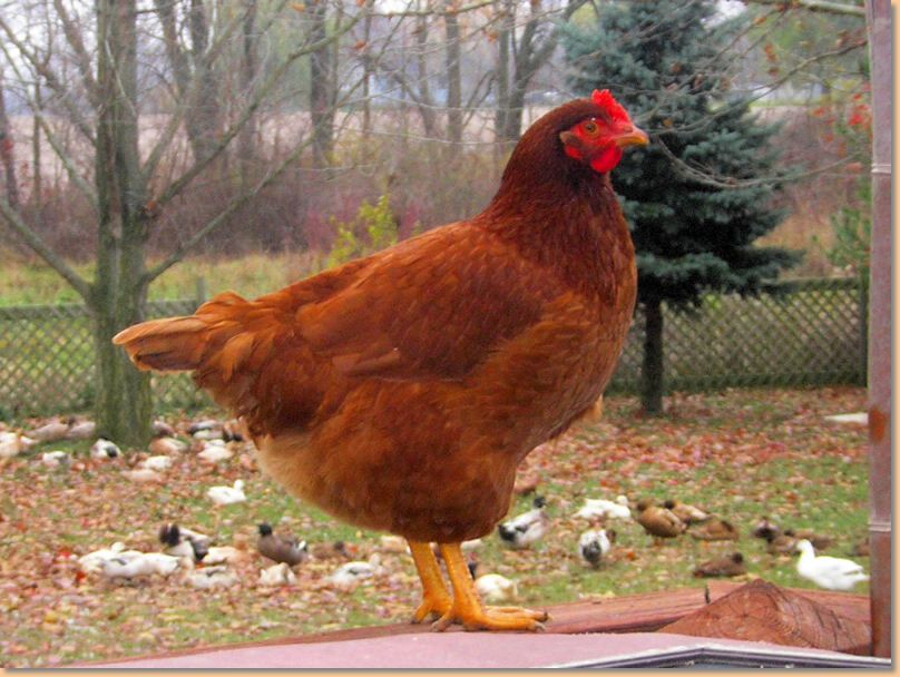 alicechicken1.jpg