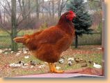 alicechicken1.jpg
