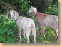 DSCN3725adj.jpg
