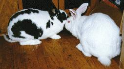 New Zealand White Doe with daughter